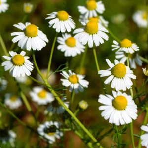 Camomila Romana OE (Anthemis nobilis L.)