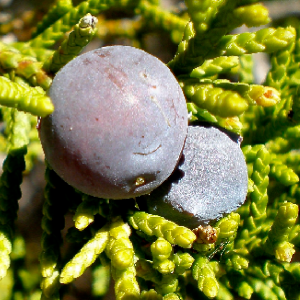 Cedro OE (Juniperus Mexicana)
