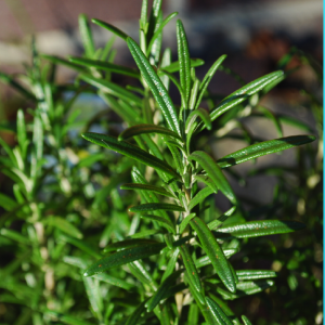 ALECRIM EXTRA OE ALECRIM EXTRA OE