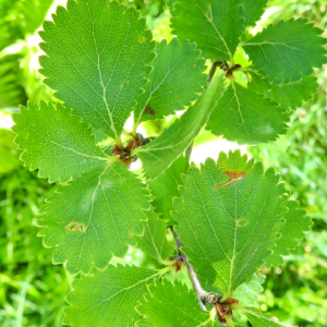 BETULA RETIFICADA OE